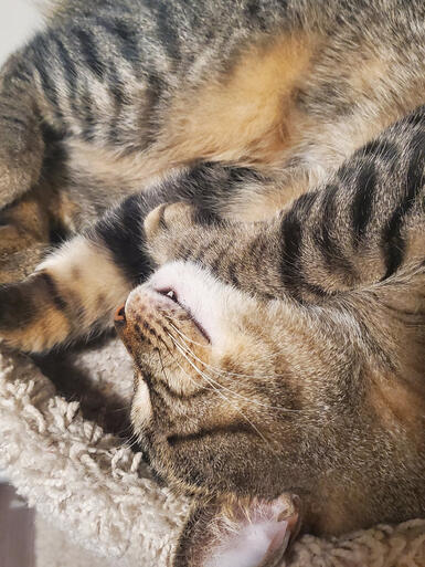 The inspo behind StripeCatt